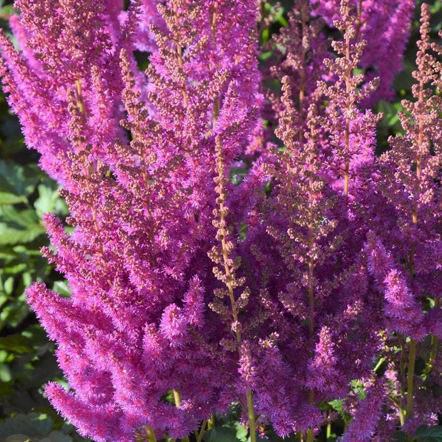 Astilbe 'Black Pearls'