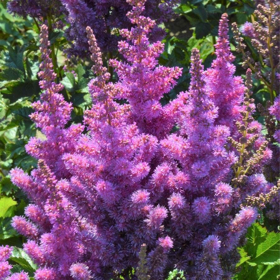 Astilbe 'Black Pearls'