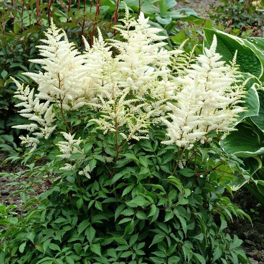 White Astilbe 'Washington'