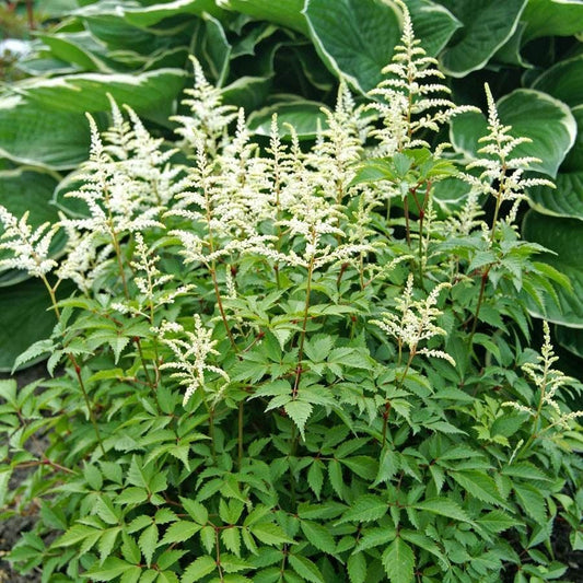 White Astilbe 'Washington'