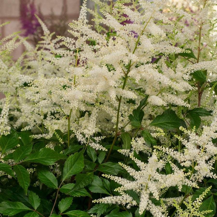 White Astilbe 'Washington'