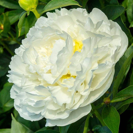 Paeonia 'Duchesse de Nemours'
