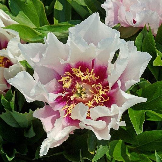 Paeonia Itoh 'Cora Louise'