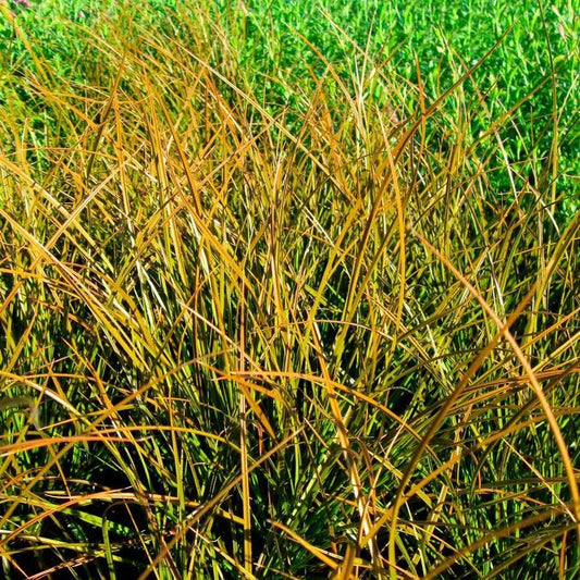 Carex 'Prairie Fire'