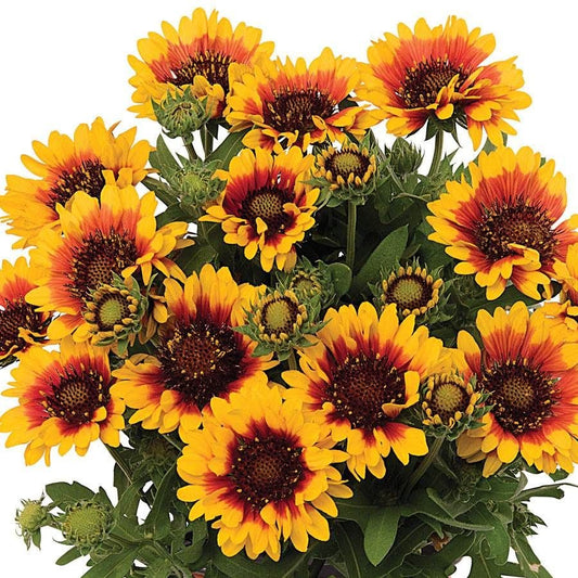 Gaillardia 'Spintop Red Starburst'