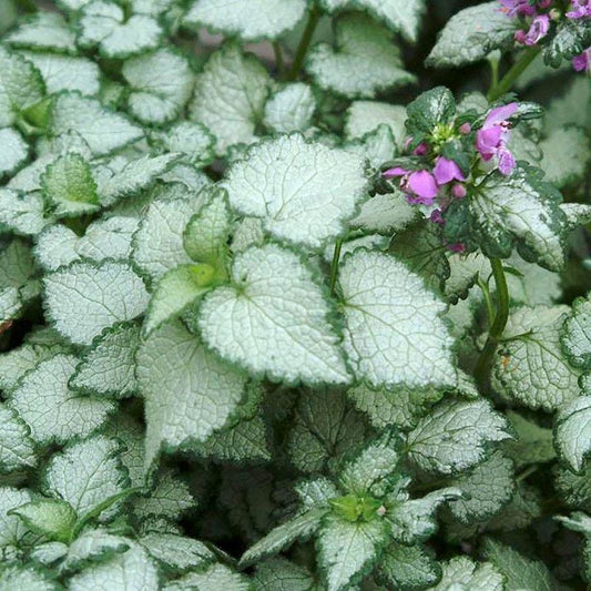 Lamium 'Beacon Silver'