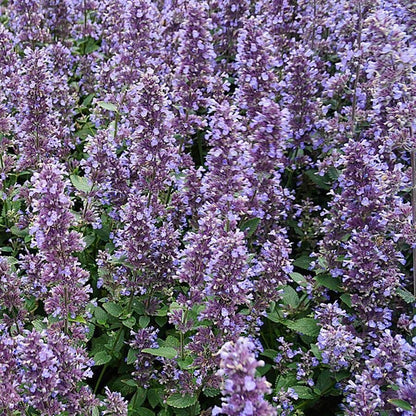 Nepeta Whispurr™ Blue