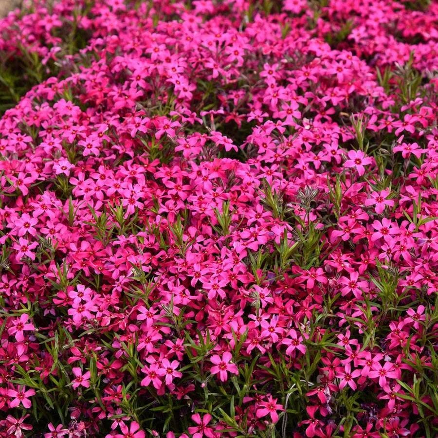 Phlox 'Red Wing'