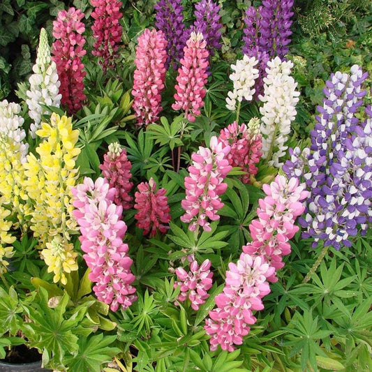 Lupinus Mini Gallery™ Mix