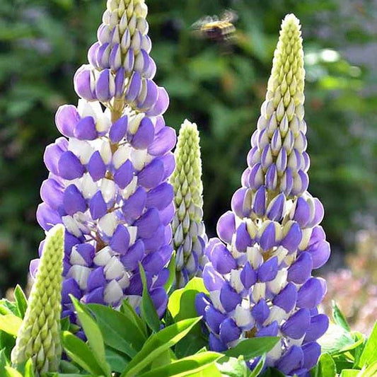 Lupinus Mini Gallery™ Blue