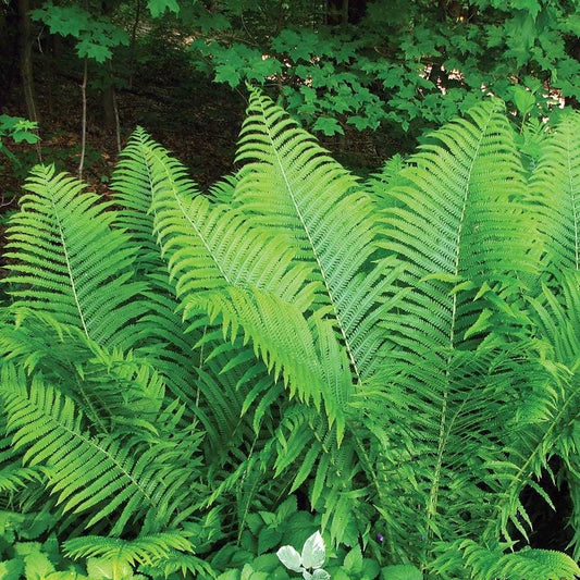 Athyrium Tennessee Ostrich