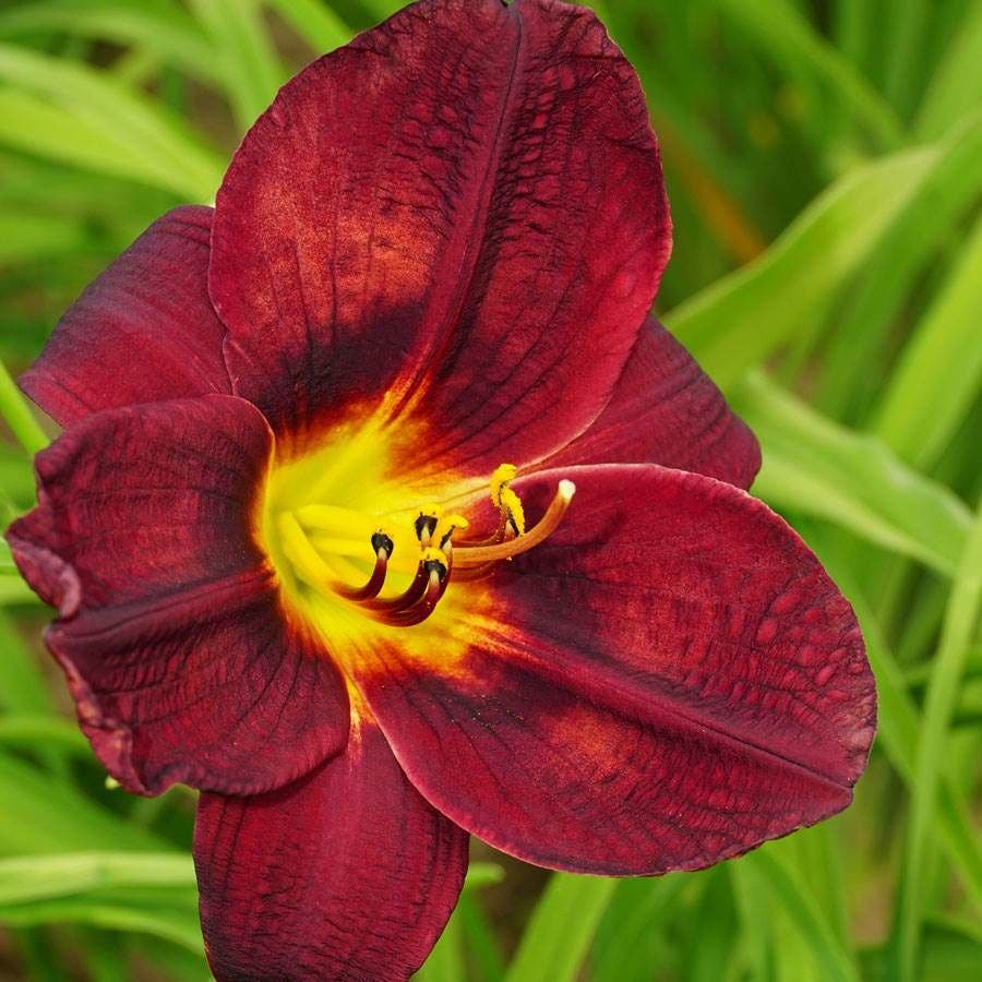 Hemerocallis 'Prelude to Love'