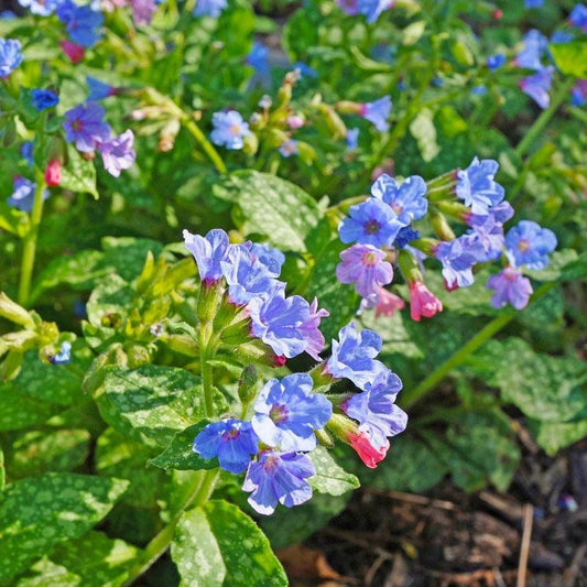 Pulmonaria 'Roy Davidson'