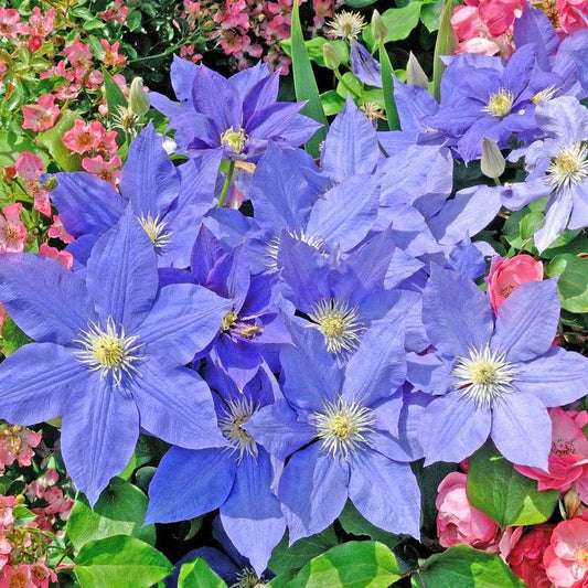 Clematis 'H. F. Young'
