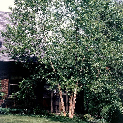 Betula 'Heritage'