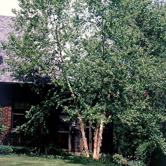 Betula 'Heritage'