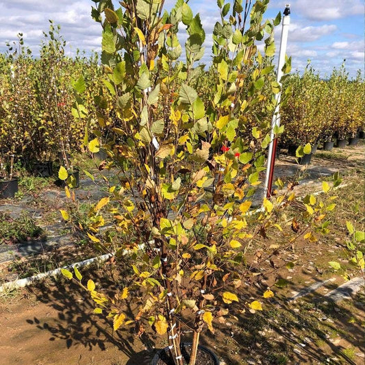 Betula 'Heritage'