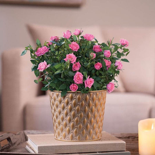 Pink Rose Gift Plant
