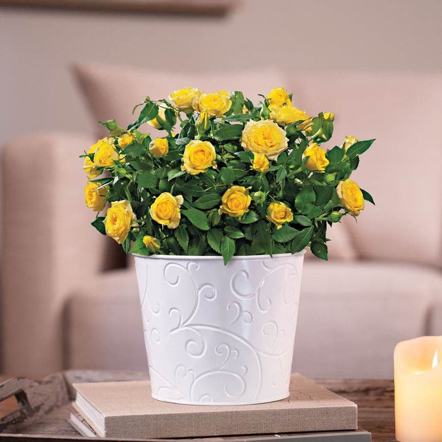 Yellow Rose Gift Plant