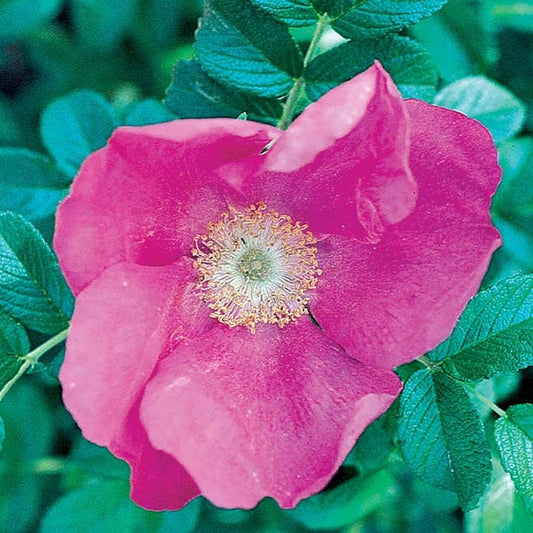 Rosa Rugosa