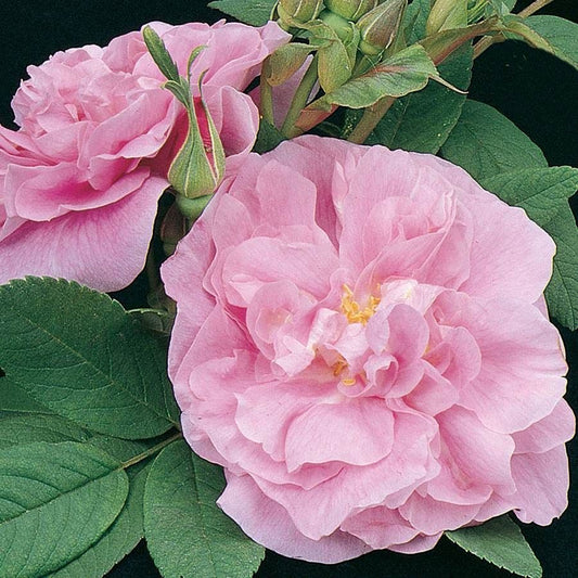 Rosa Thérèse Bugnet