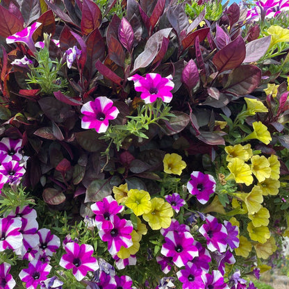 Blooming Block Blueberry Scramble Mix