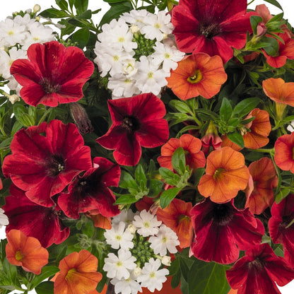 Blooming Block Confetti Garden® FireFlash Mix