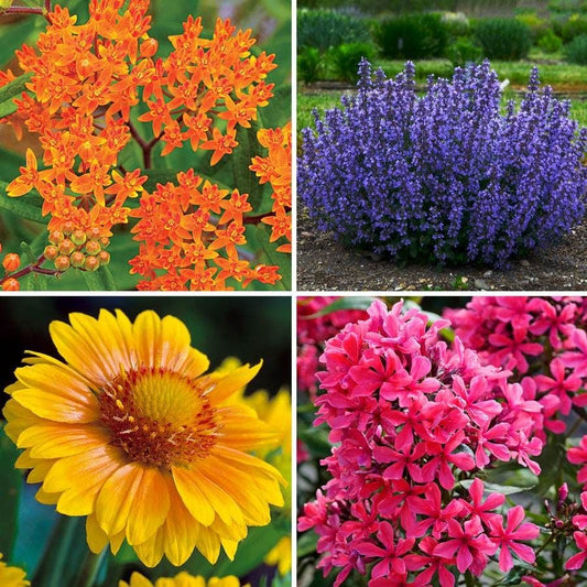 Pollinator Party Plant Collection