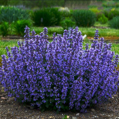 Pollinator Party Plant Collection