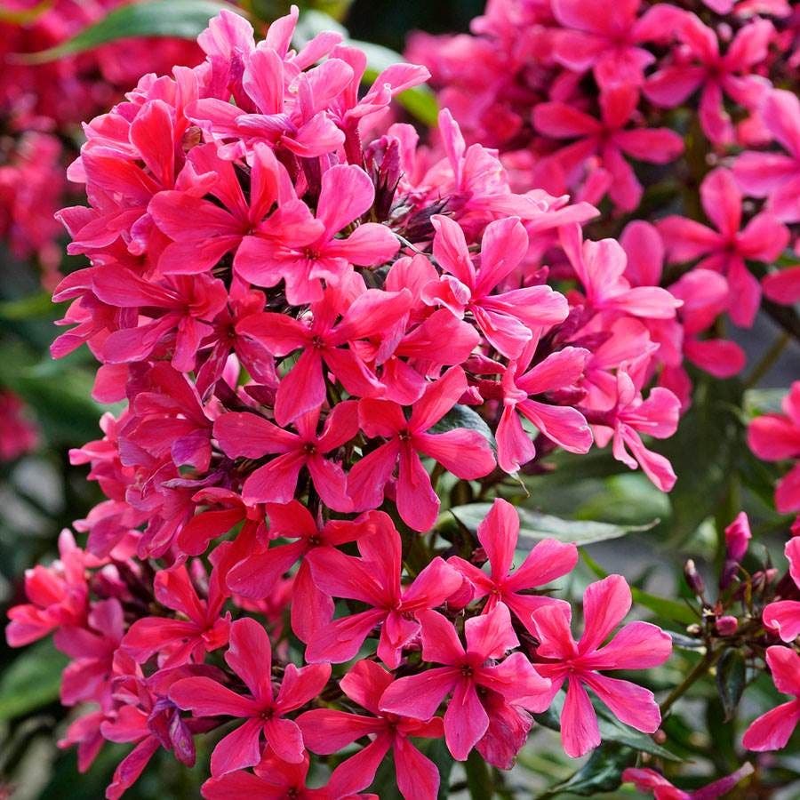 Pollinator Party Plant Collection