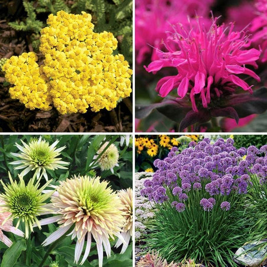 Butterfly Banquet Plant Collection