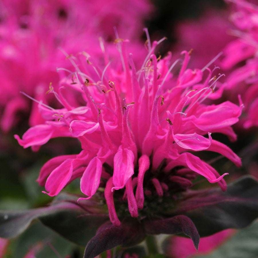 Butterfly Banquet Plant Collection