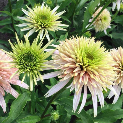 Butterfly Banquet Plant Collection