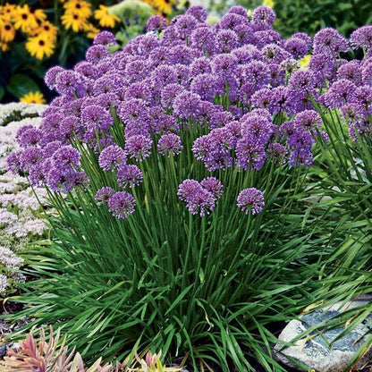 Butterfly Banquet Plant Collection