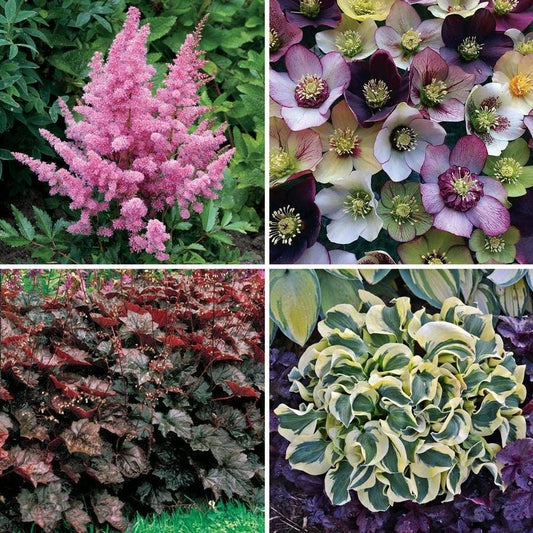 Made in the Shade Plant Collection