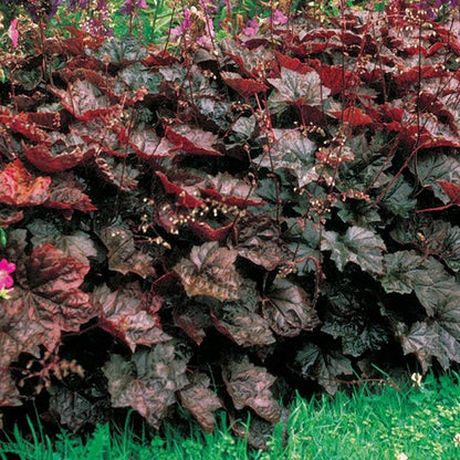 Made in the Shade Plant Collection