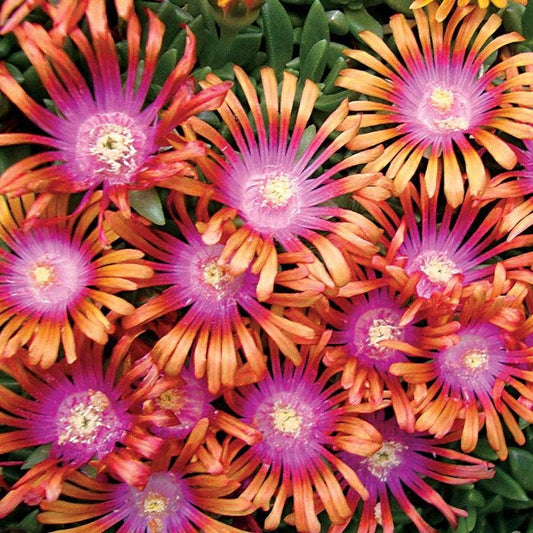 Heat Tolerant Plant Collection