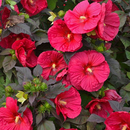Heat Tolerant Plant Collection