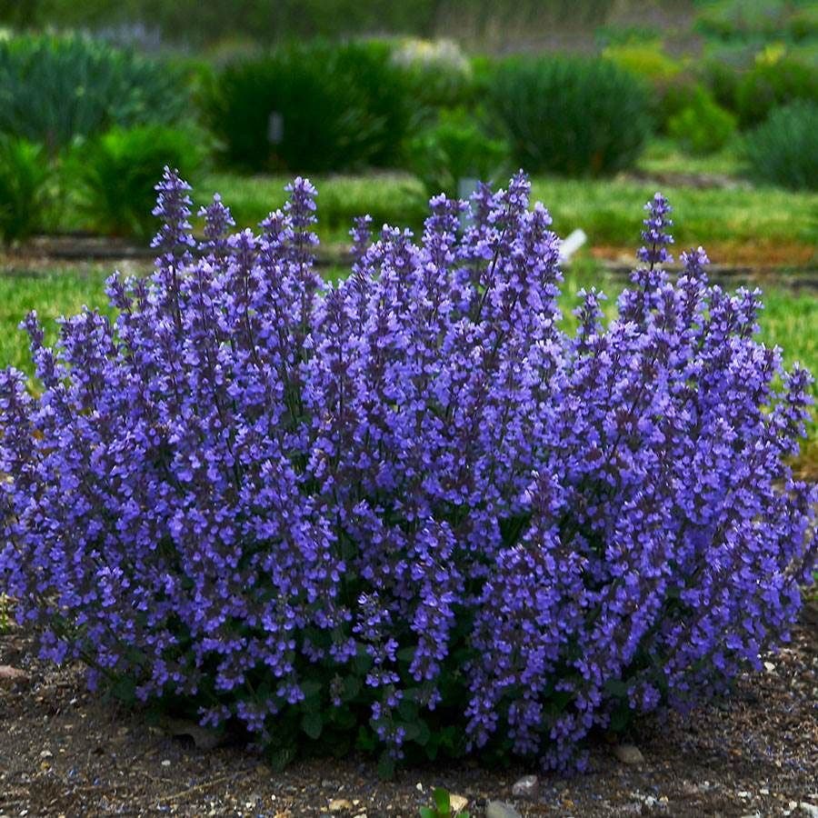 Heat Tolerant Plant Collection