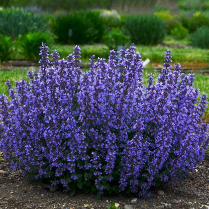 Heat Tolerant Plant Collection