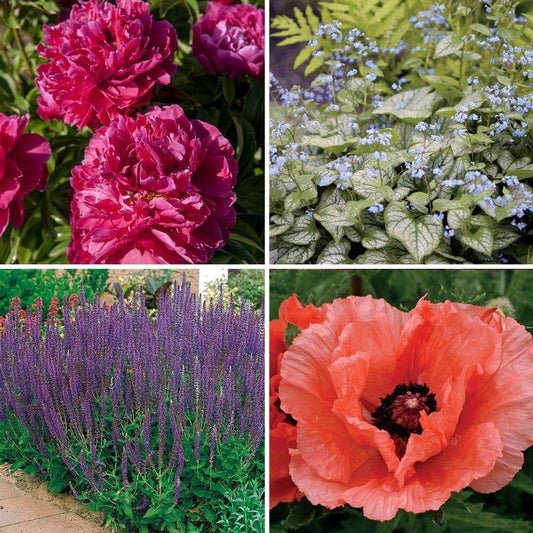 Deer Resistant Plant Collection