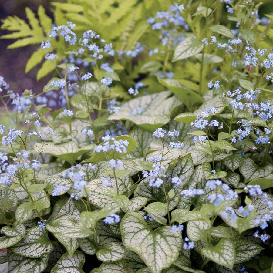 Deer Resistant Plant Collection