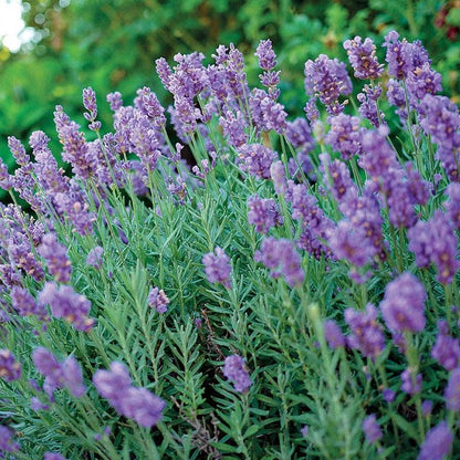 Fragrant Florals Plant Collection