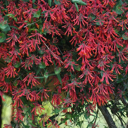 Fragrant Florals Plant Collection