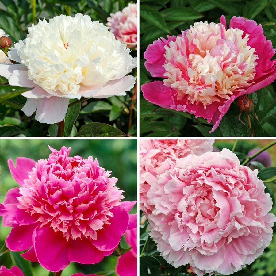 Pretty Peonies Plant Collection