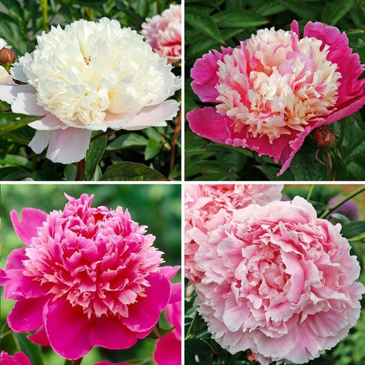 Pretty Peonies Plant Collection