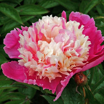 Pretty Peonies Plant Collection