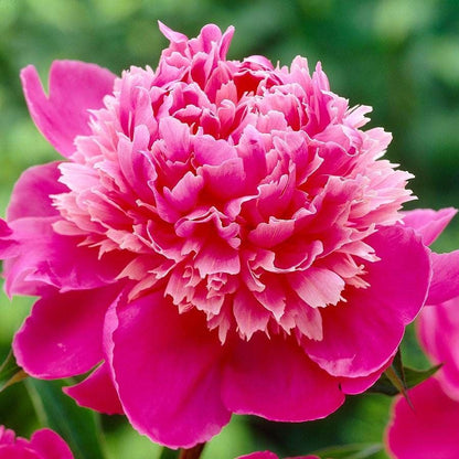 Pretty Peonies Plant Collection