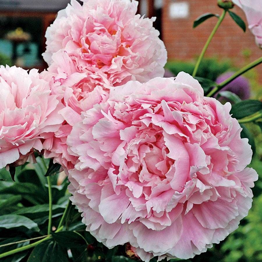 Pretty Peonies Plant Collection