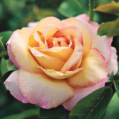 Rainbow of Roses Plant Collection